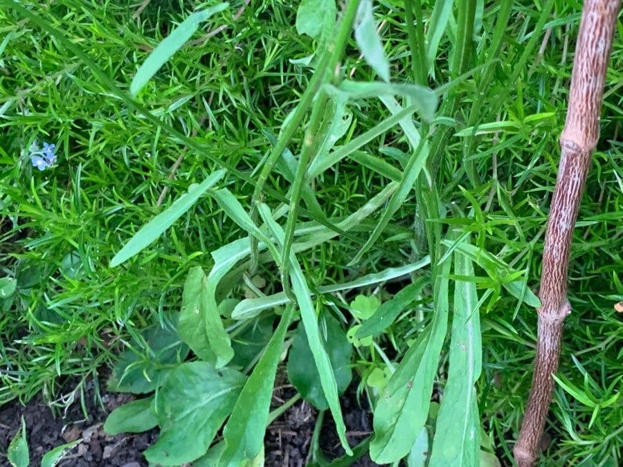 Campanula diffusa 19