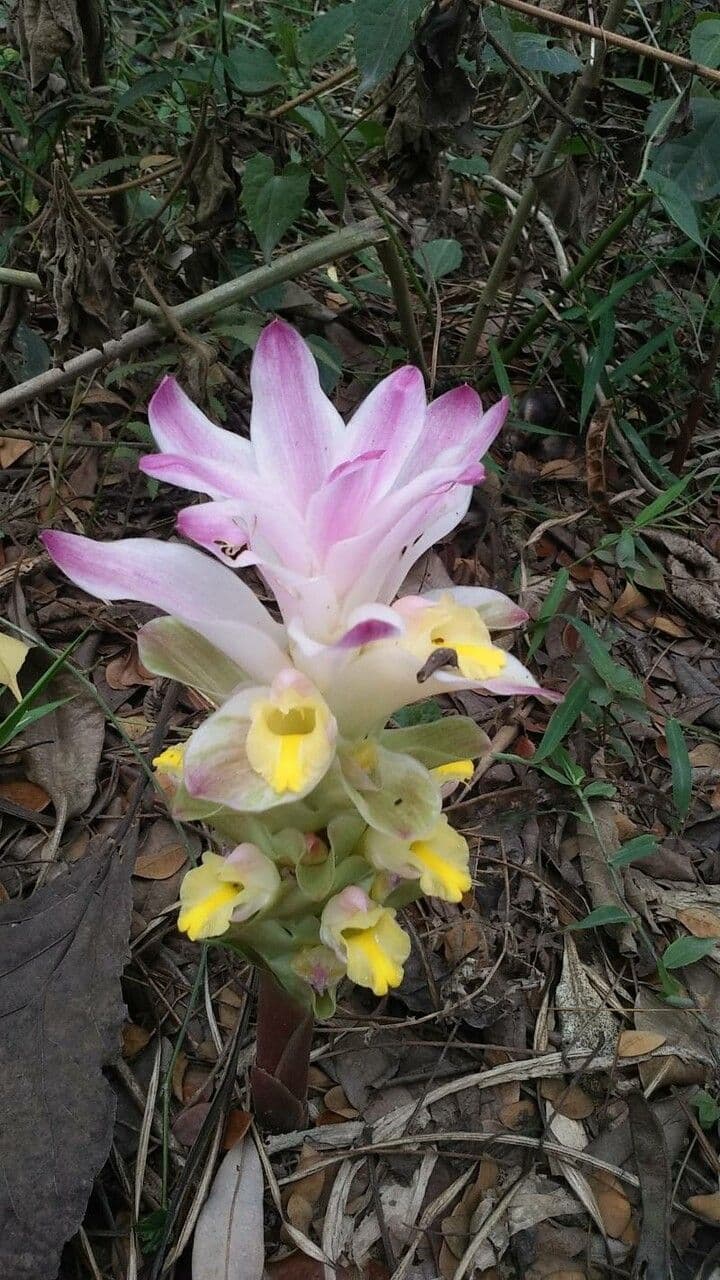 Curcuma