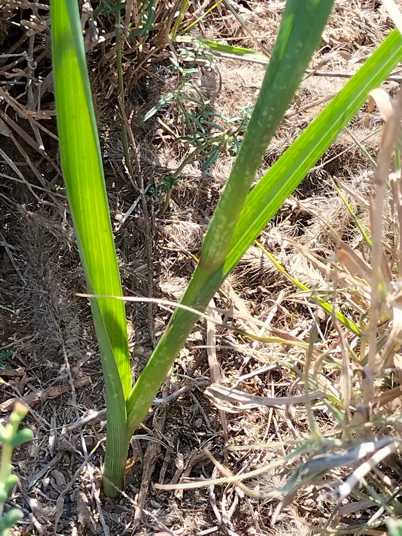 Tulipano blu 7