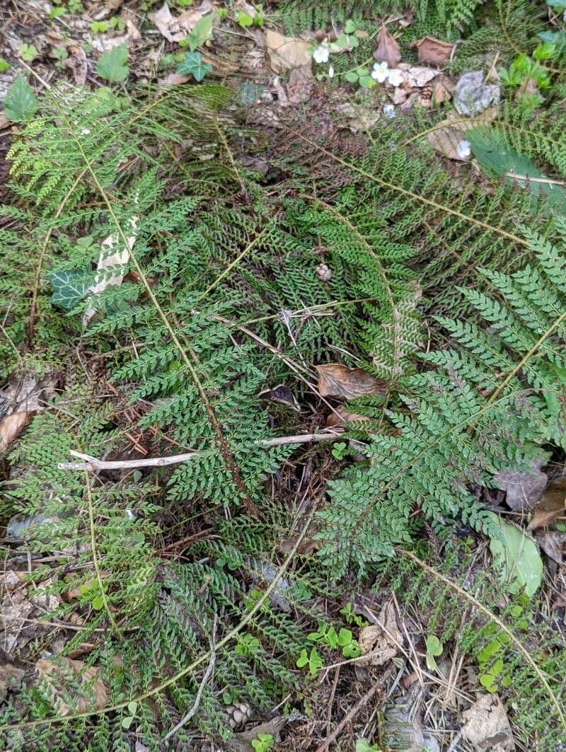 Borstiger Schildfarn 10