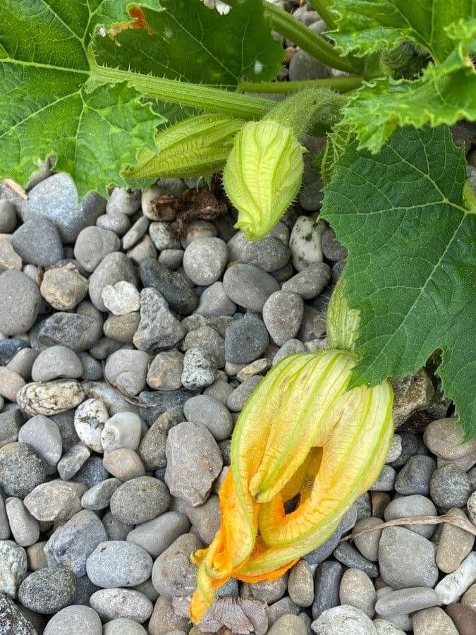 Bitter bottle gourd 30