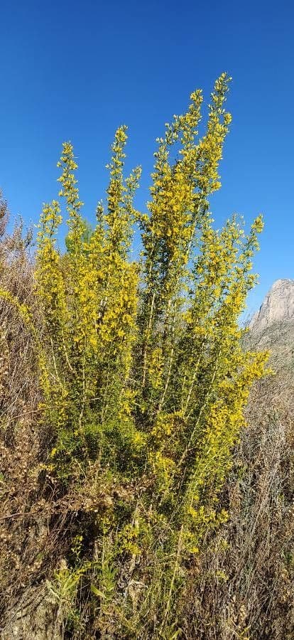 Ginestrone minore 15