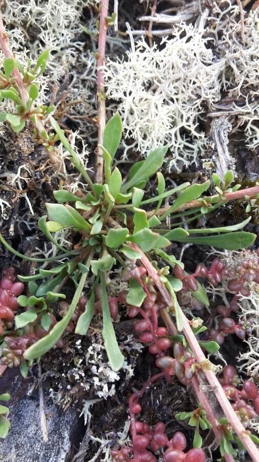 Sesamoides purpurascens 17