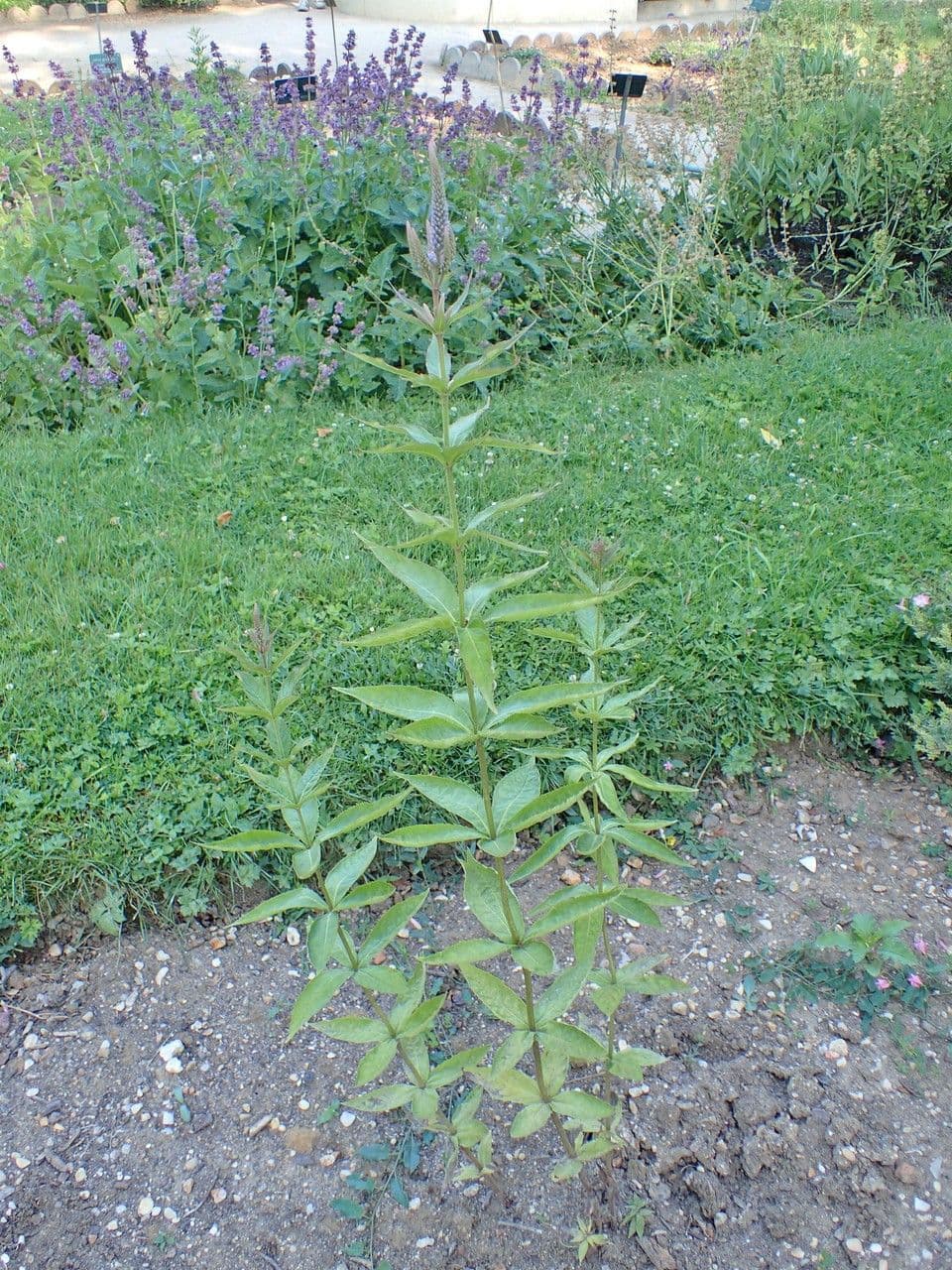 Veronicastrum 12