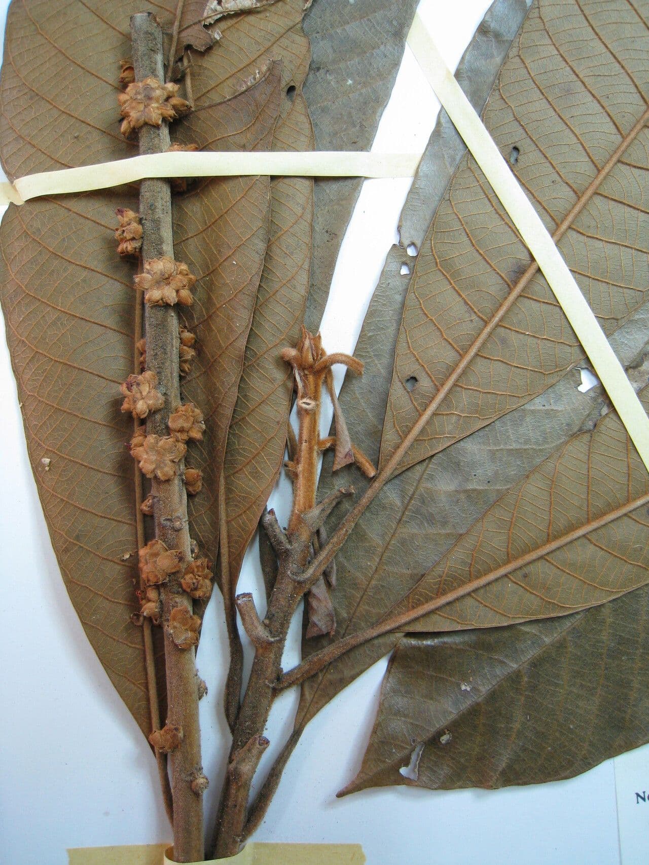 Ecclinusa 8