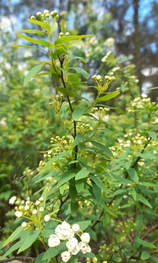 Reeve's spiraea 28