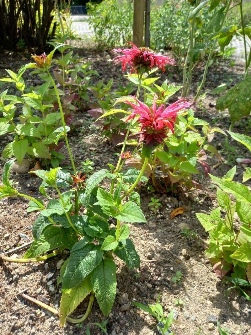 Monarda didyma 12