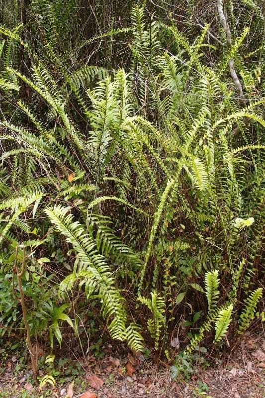 Nephrolepis 6