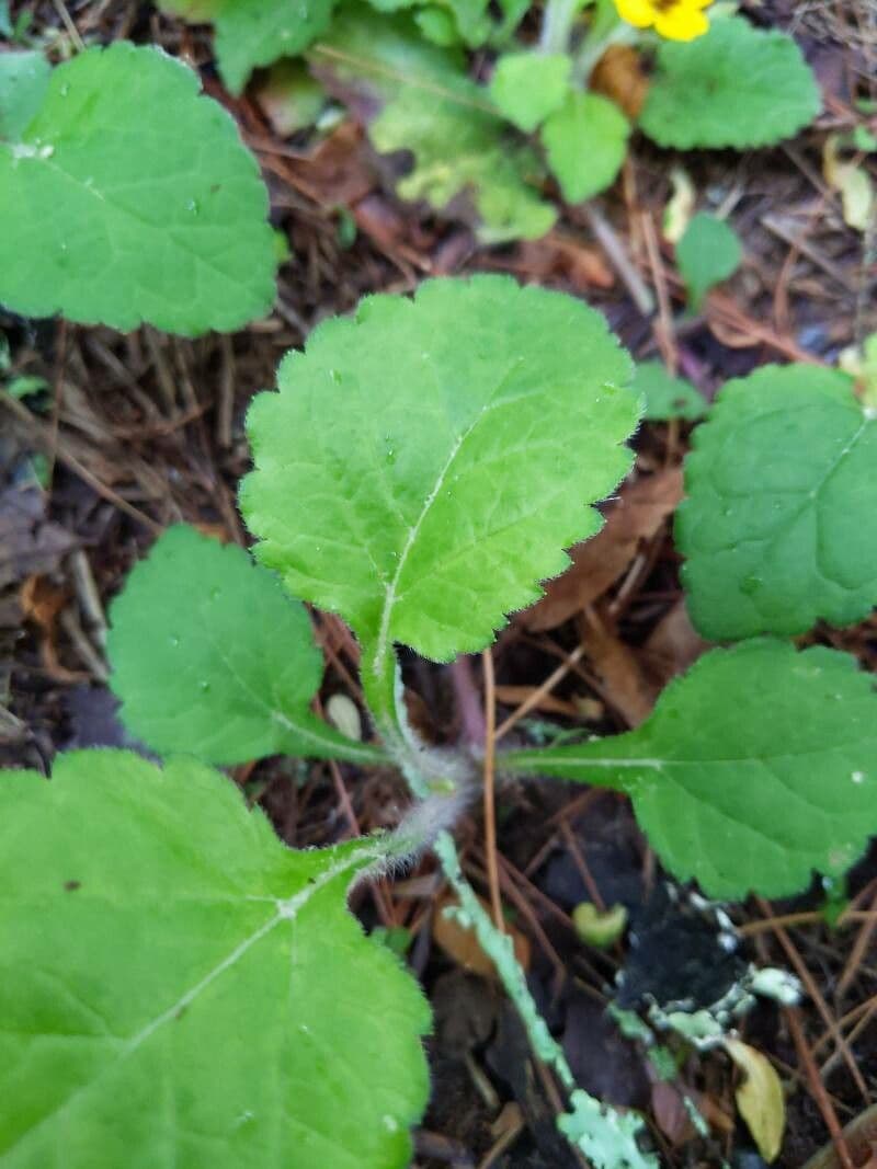 Chrysogonum 12