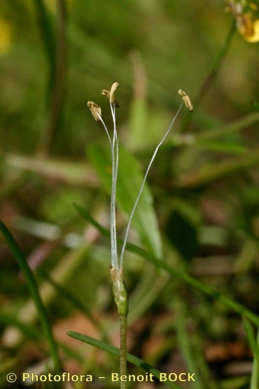 Littorella 2