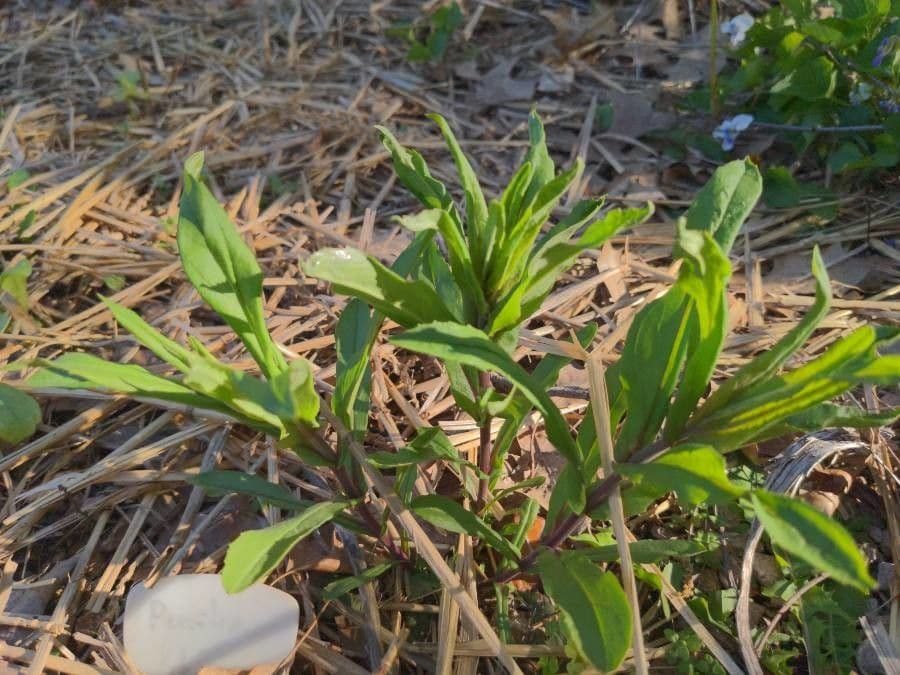 Penstemon 9