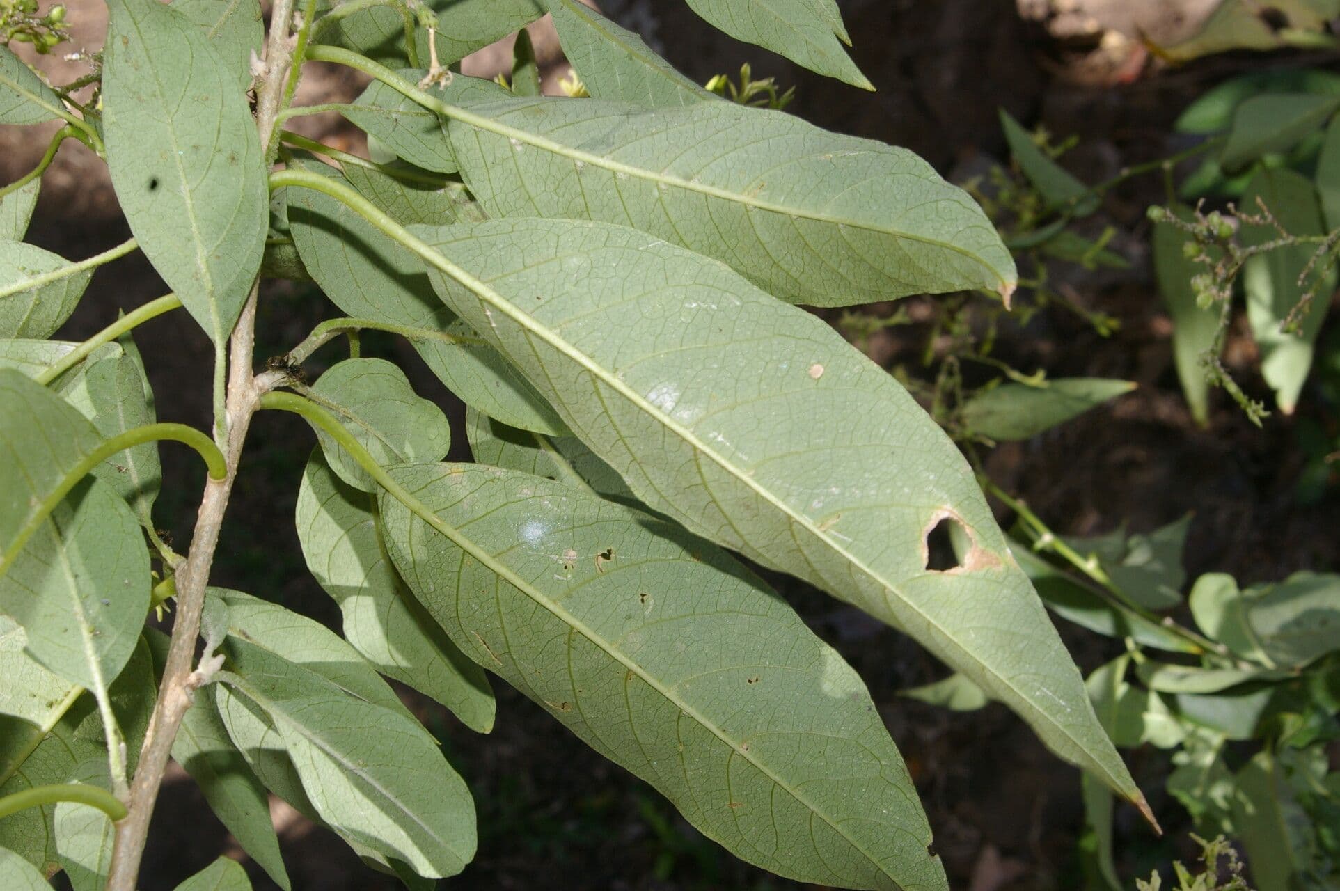 Diketové cestrum 2