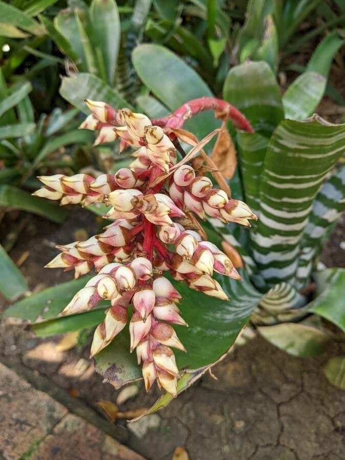 Aechmea 6
