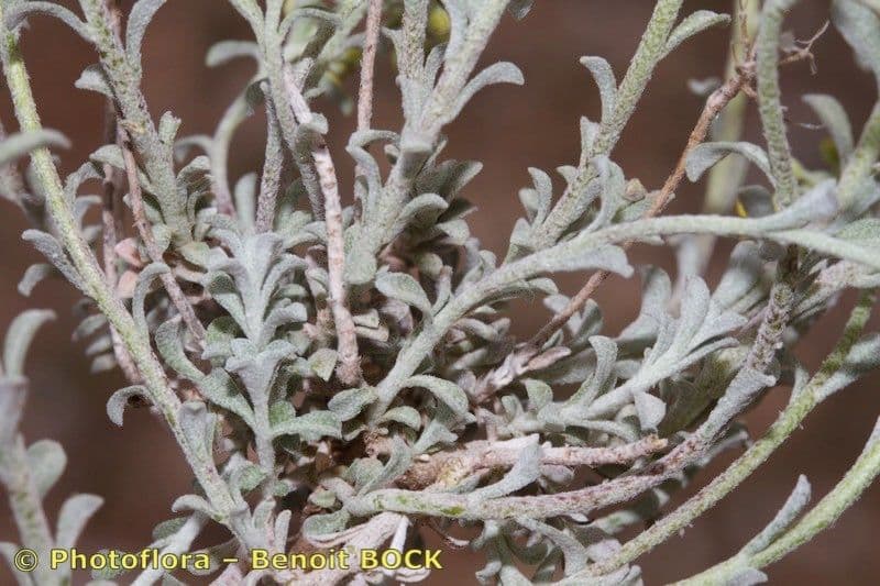 Alyssum serpyllifolium 19