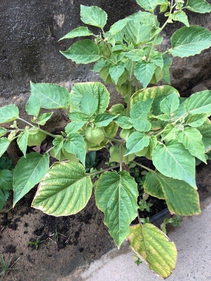Physalis pubescent 15