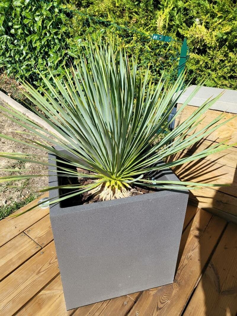 Yucca rostrata 4
