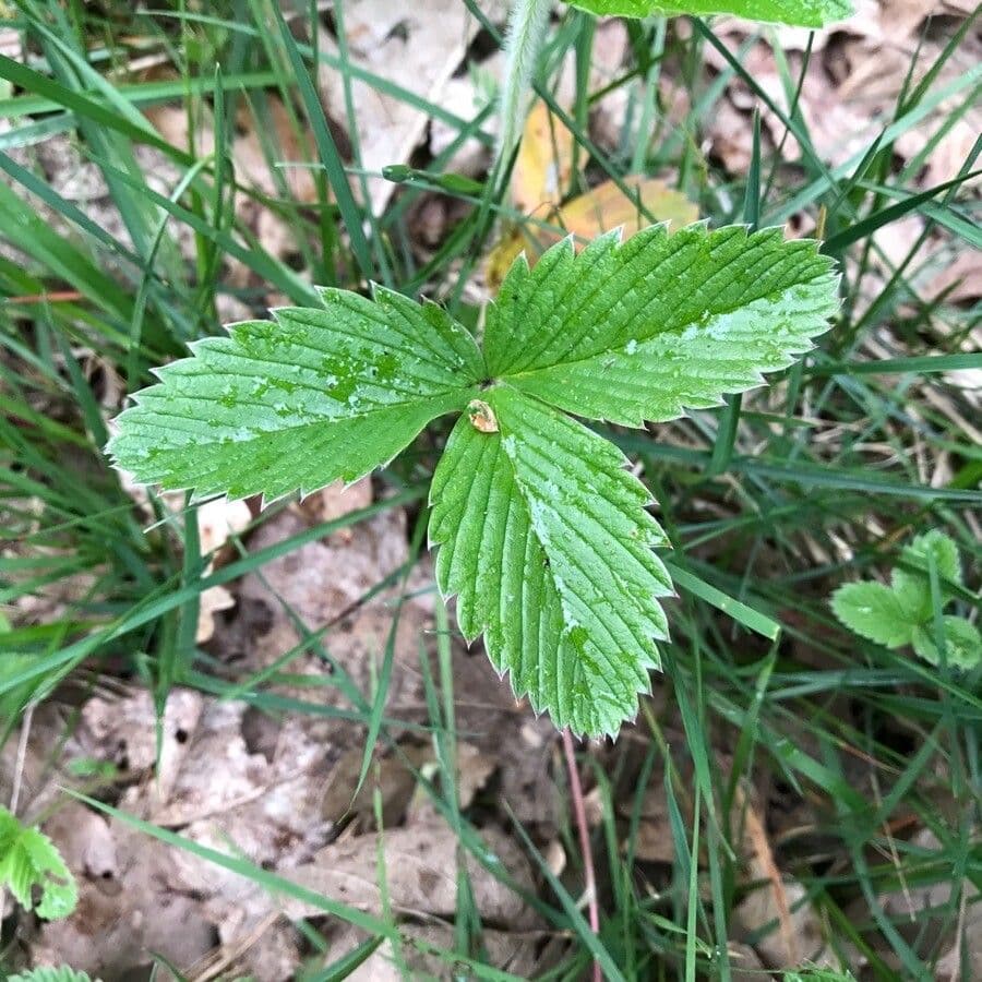 Fraisier vert 18
