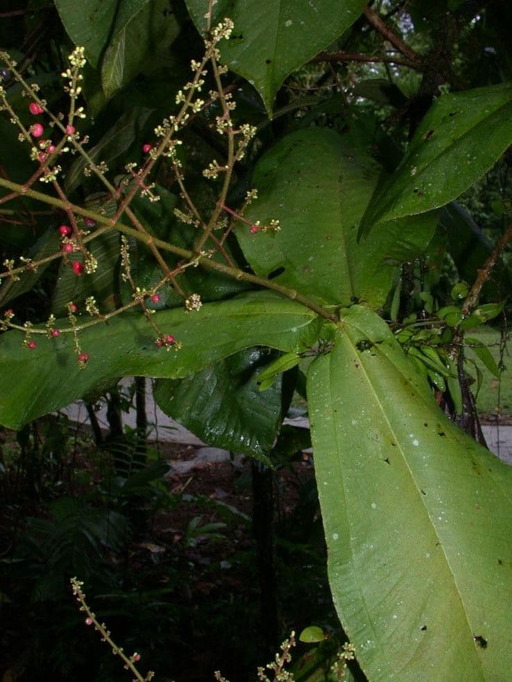 Miconia 22