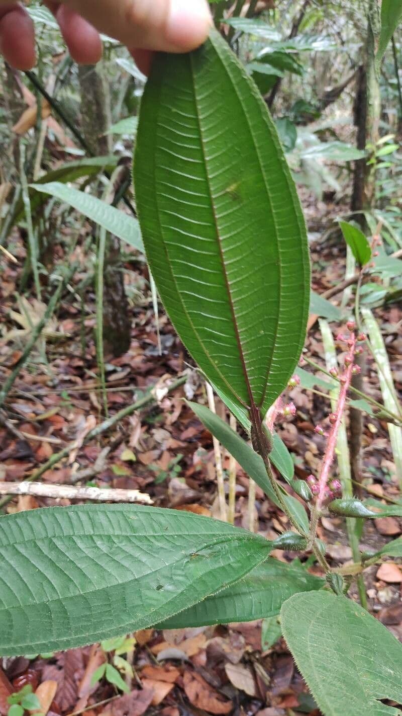 Miconia 8