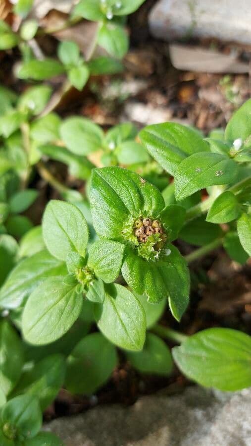 Richardia scabra