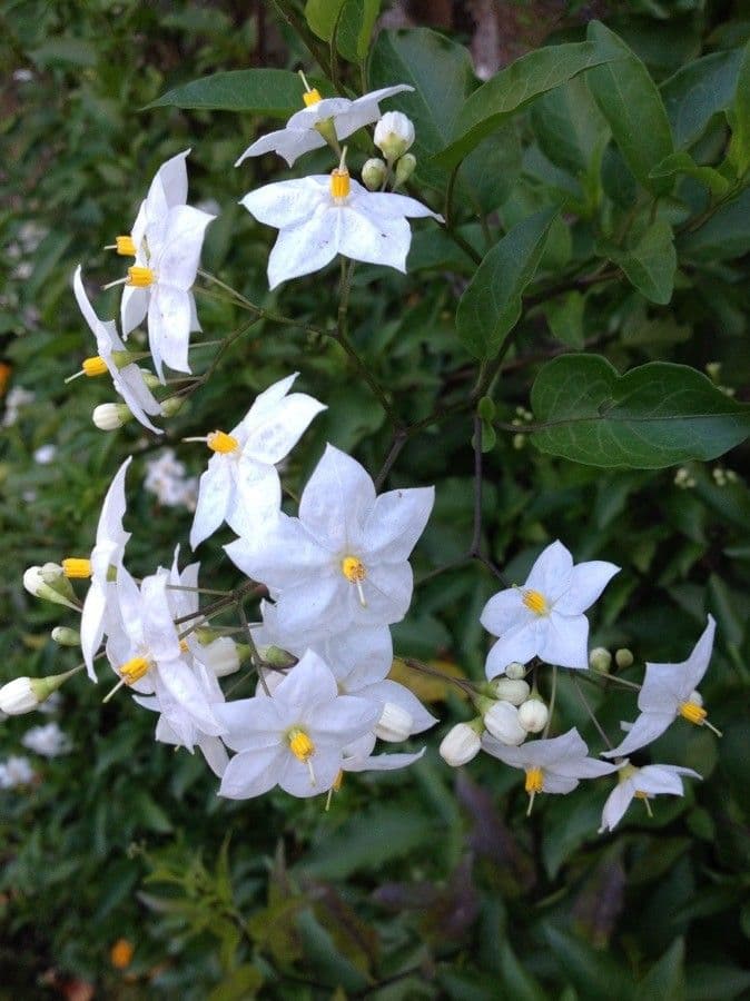 Solanum laxum 15