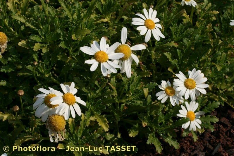 Argyranthemum 8
