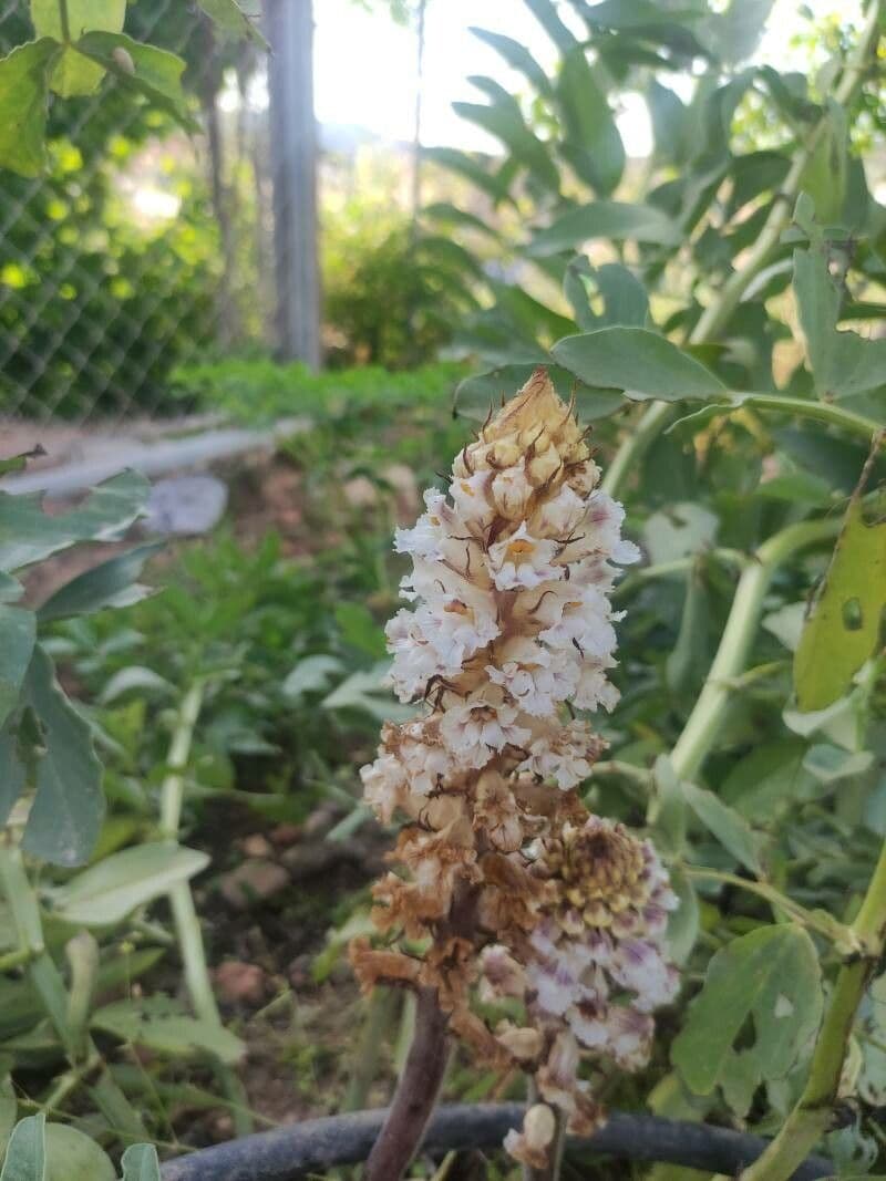 Corbiculada 16