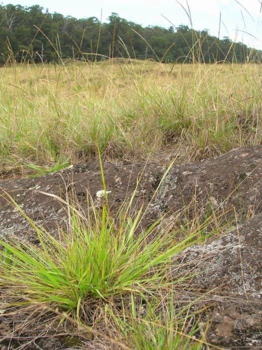 Eragrostis Cuminga