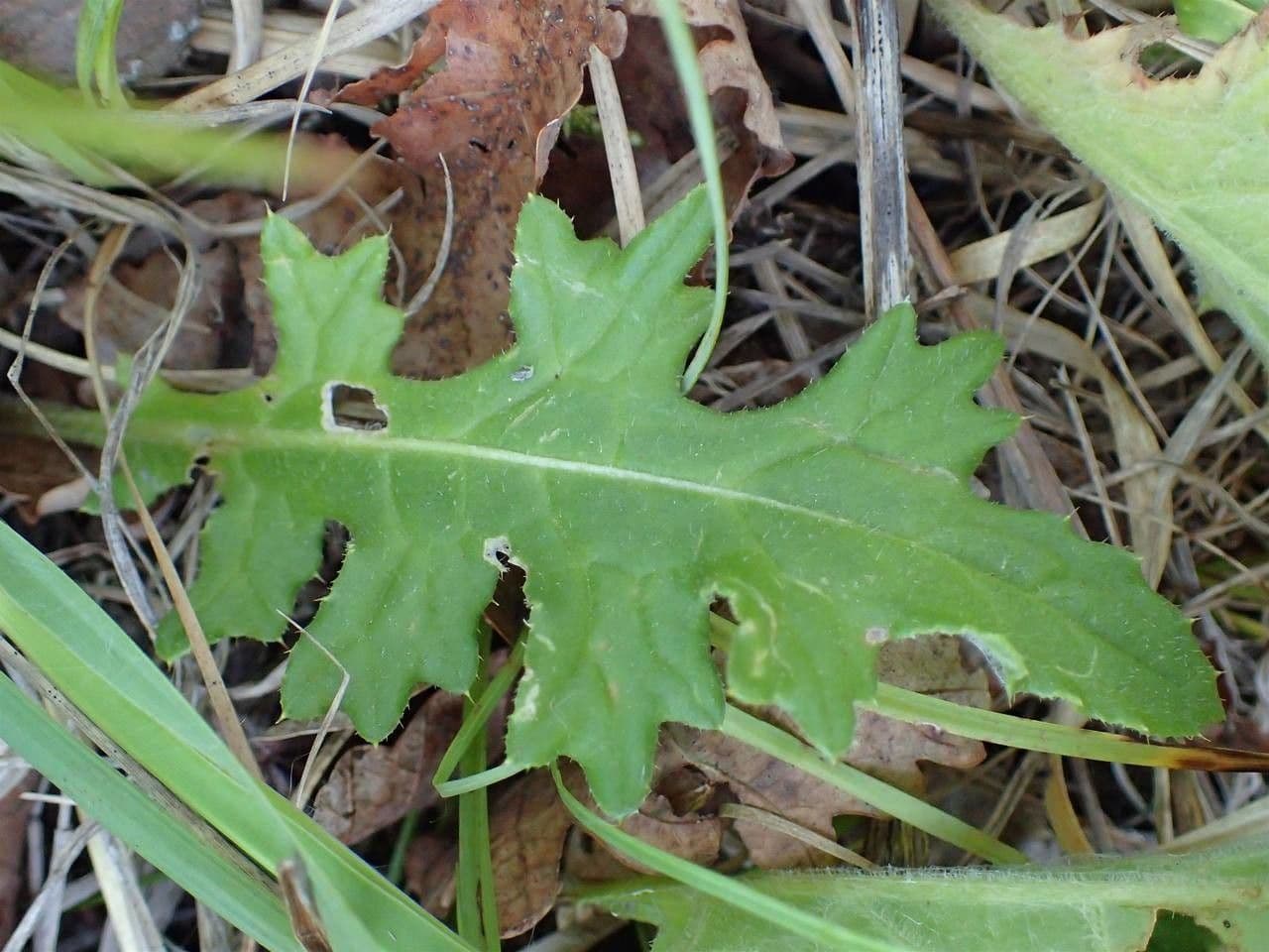 Knollen-Distel 17