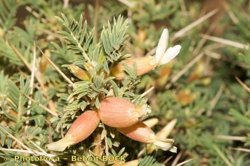 Astragalo 21