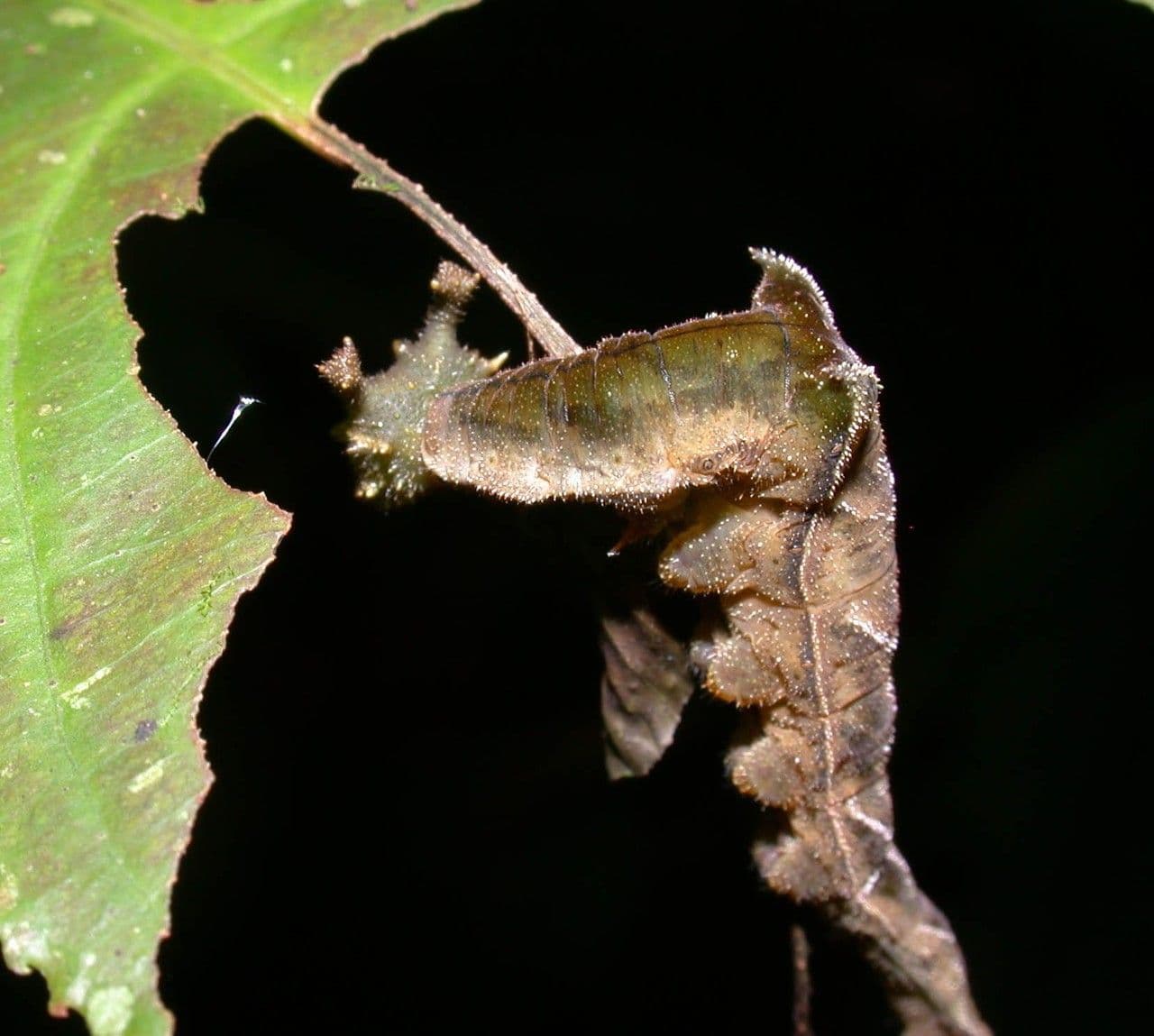 Laetia alta