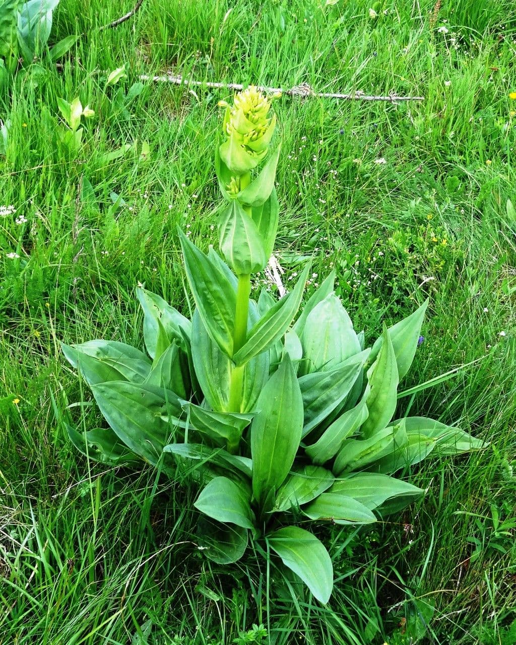 Genziana maggiore 14