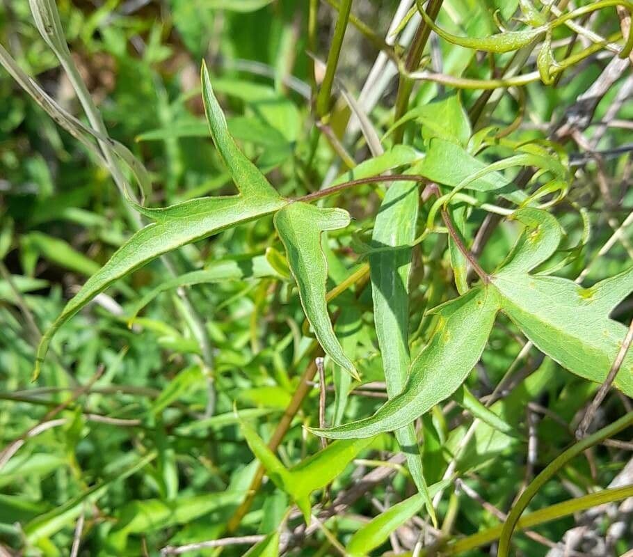 Clematis campestris 11