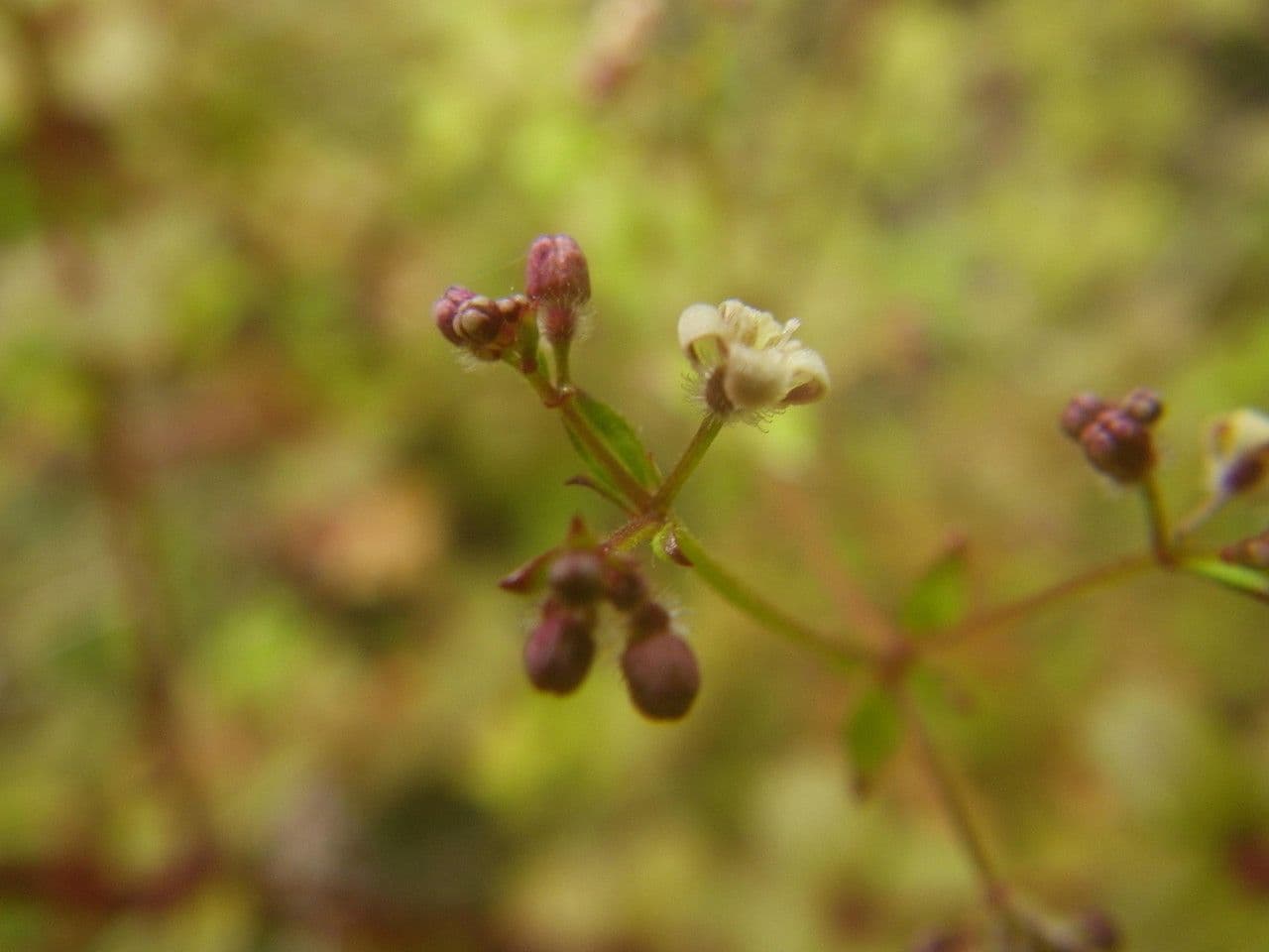 Galium 5