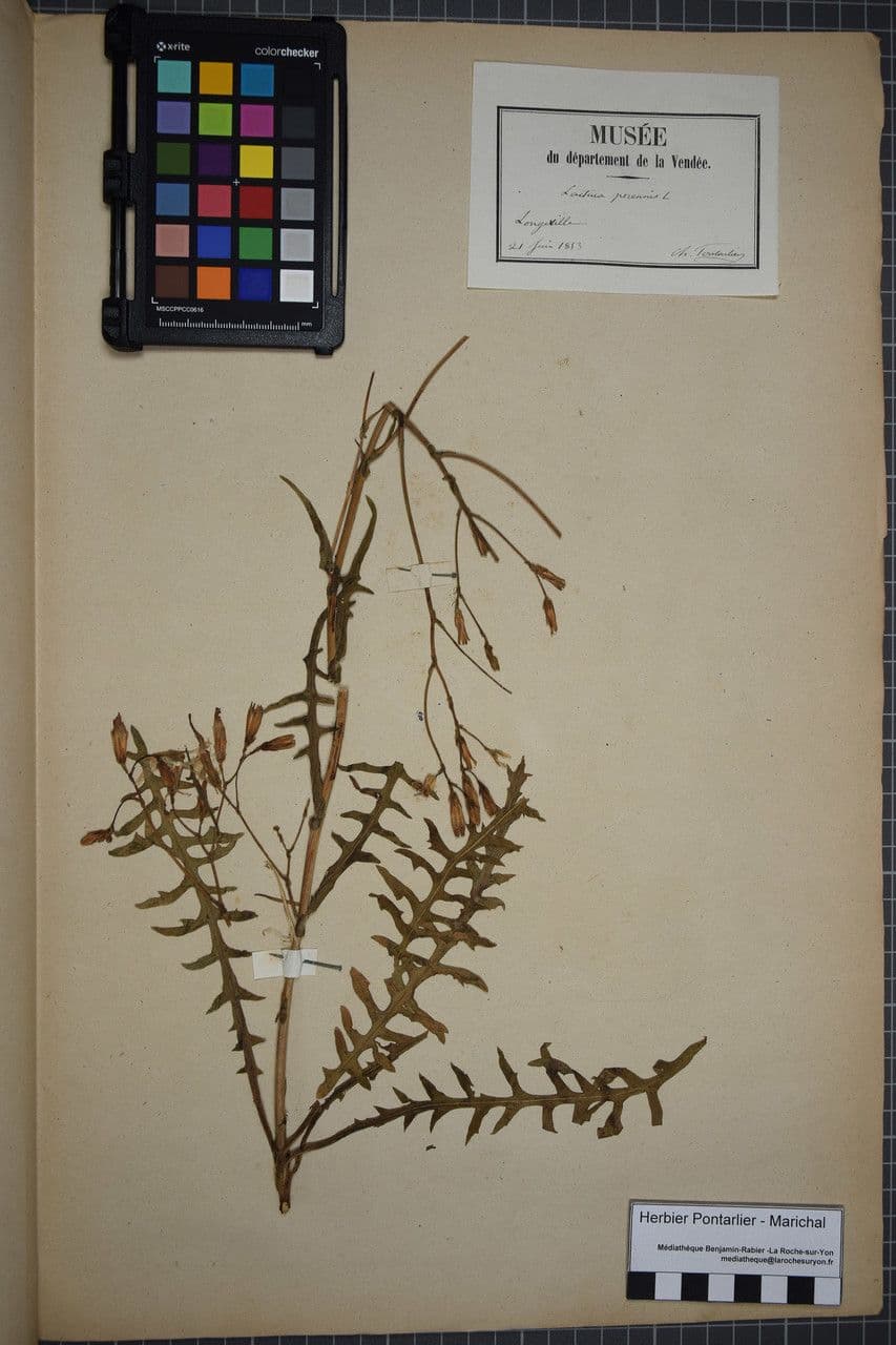 Dauer-Lattich 24