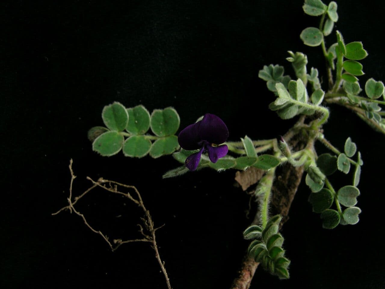 Tibetia 4