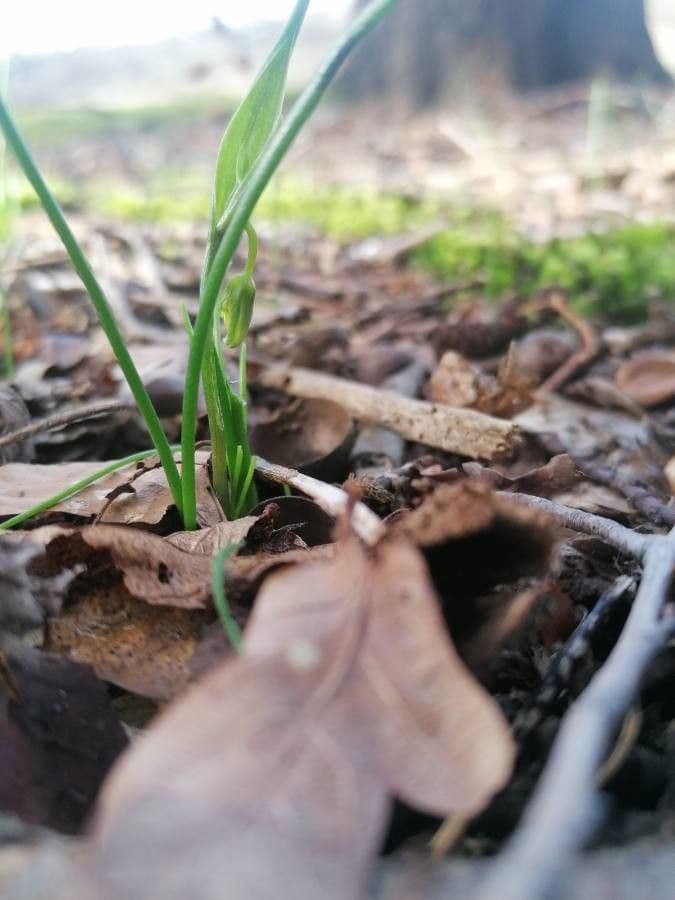 Gagea spathacea 11