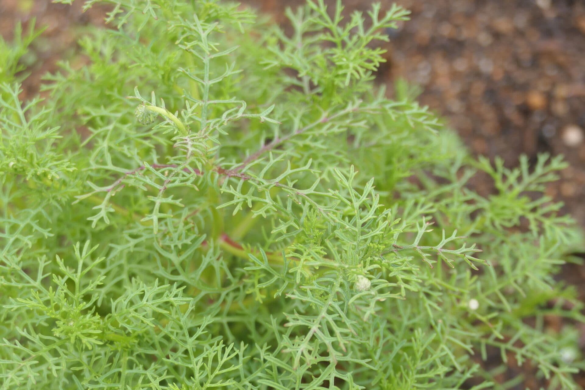 Ursinia 7