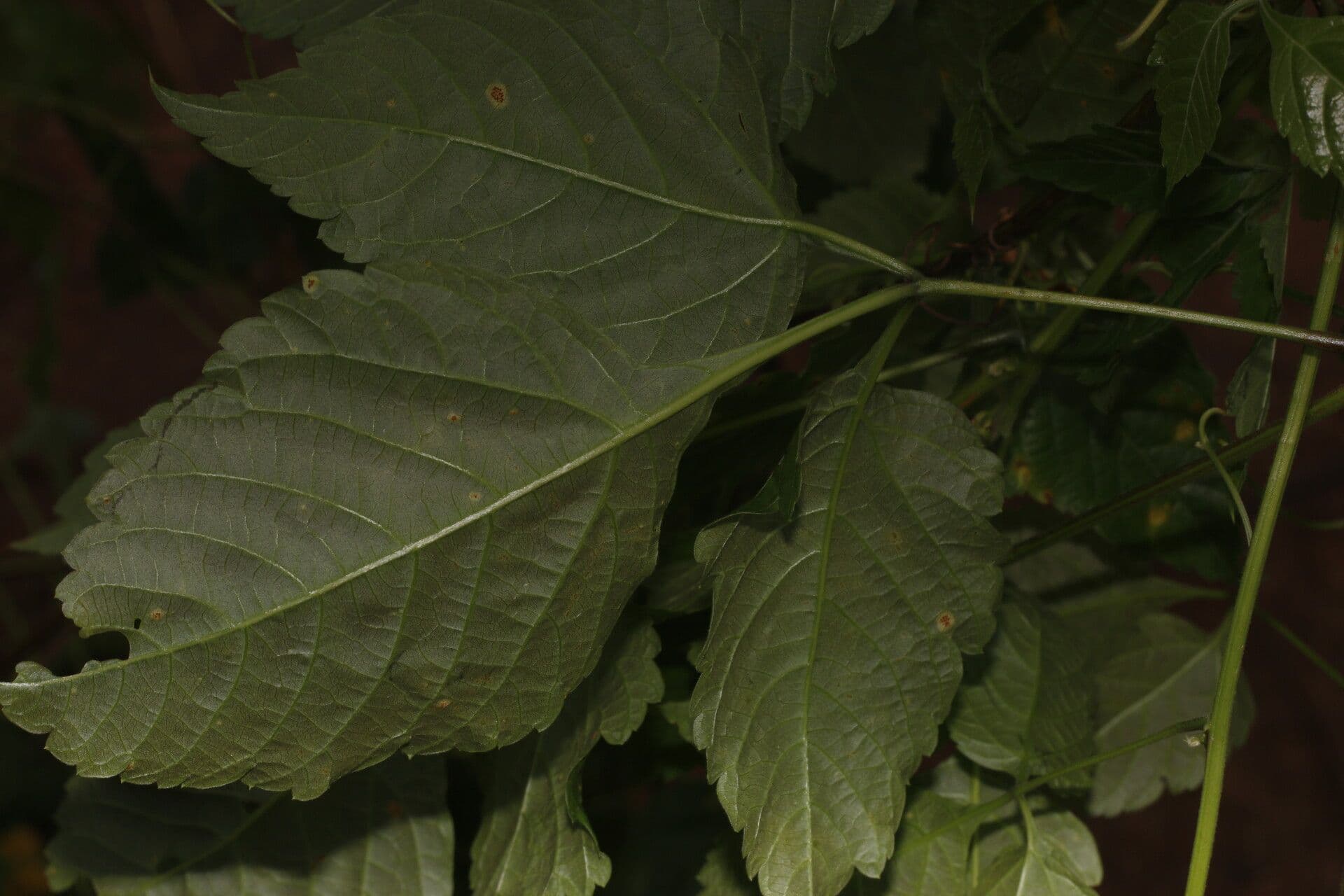 Urvillea 3