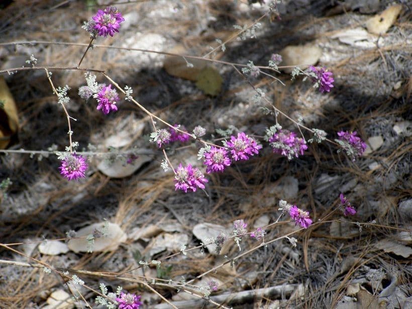 Dalea 9