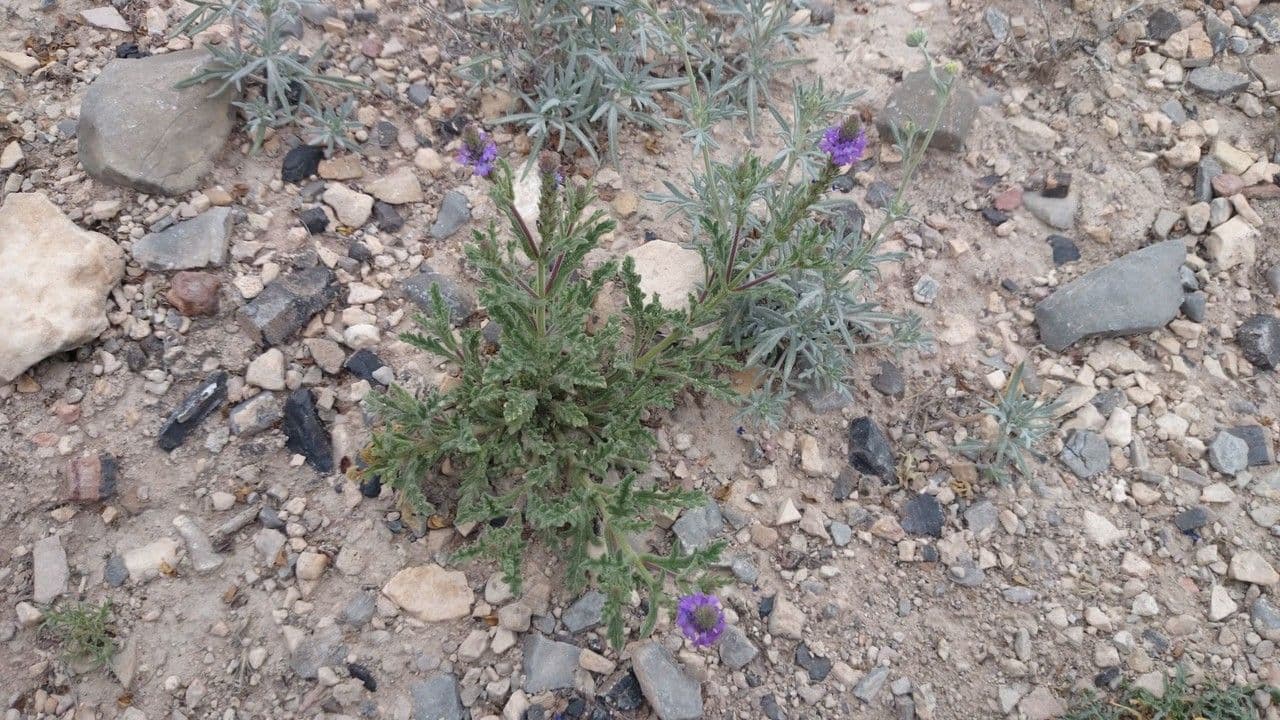 Verbena grigia 5