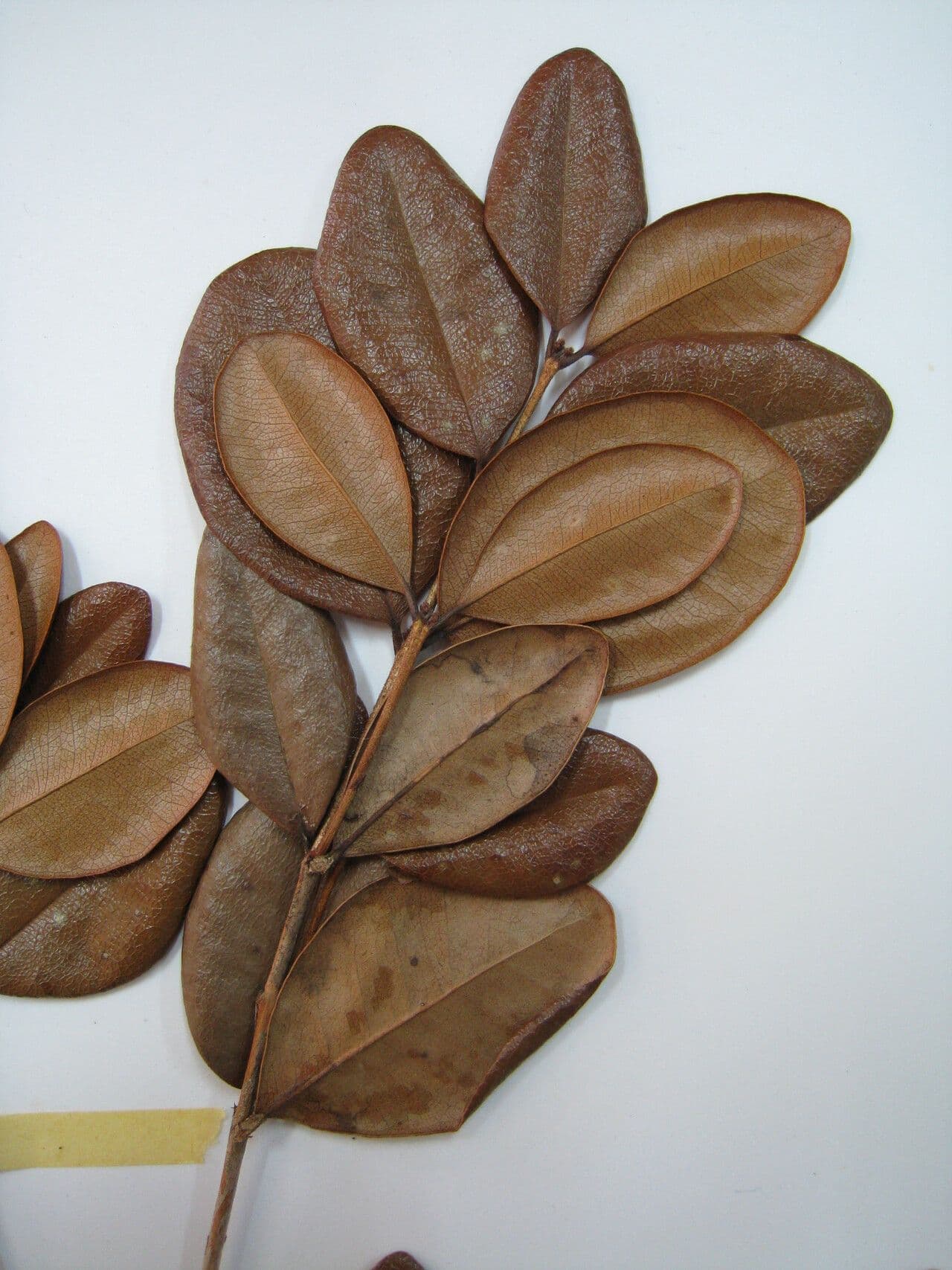 Myrcia