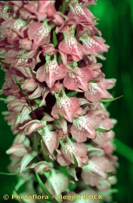 Orchis négligé