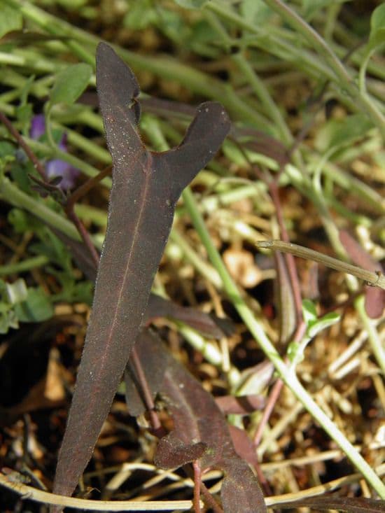 Aristolochia 12