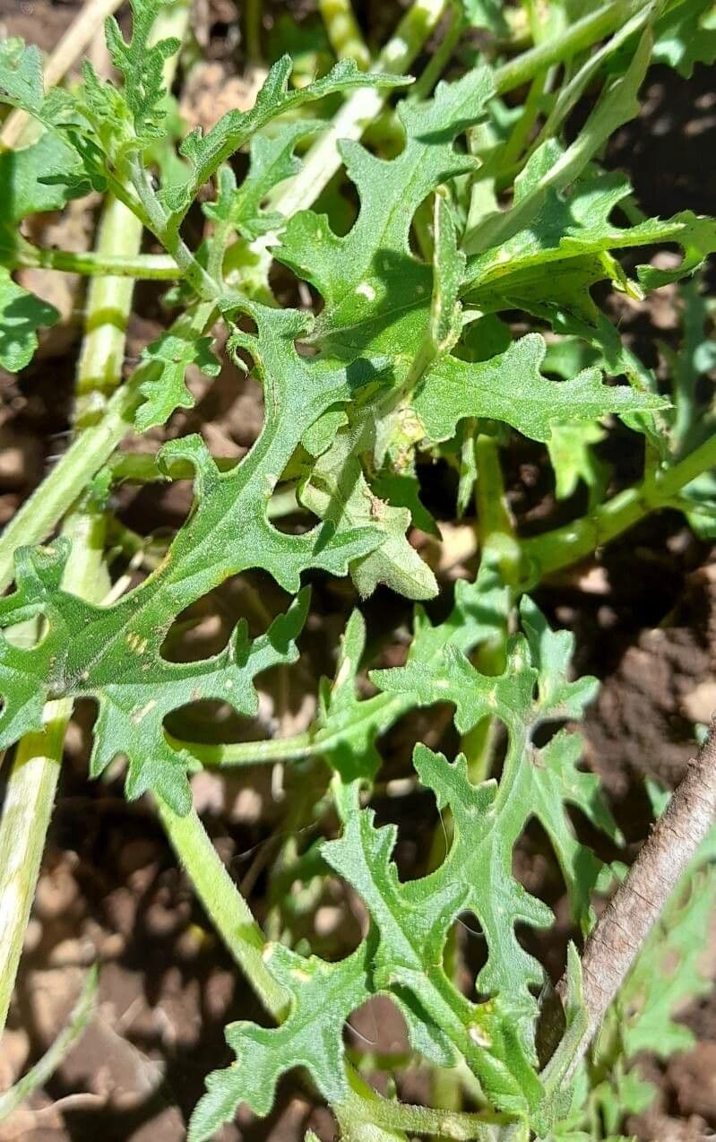 Blumenbachia 13