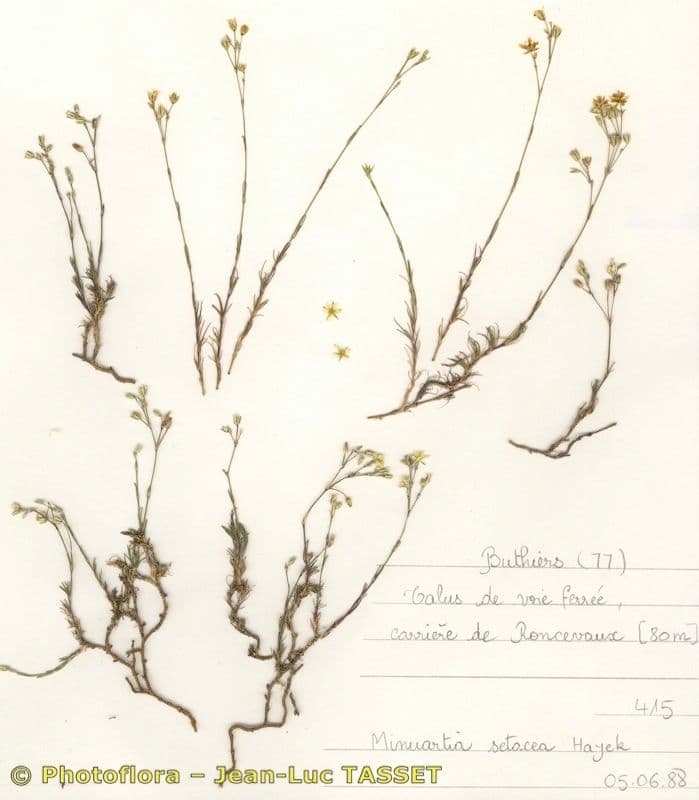 Minuartia setacea 7
