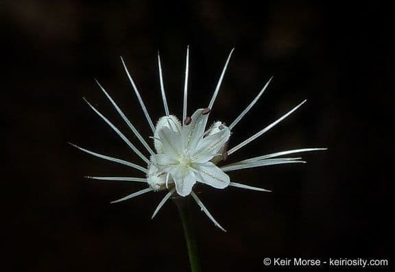 Acanthoscyphus parishii