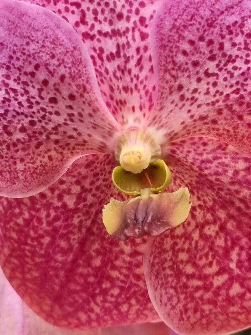 Vanda 15