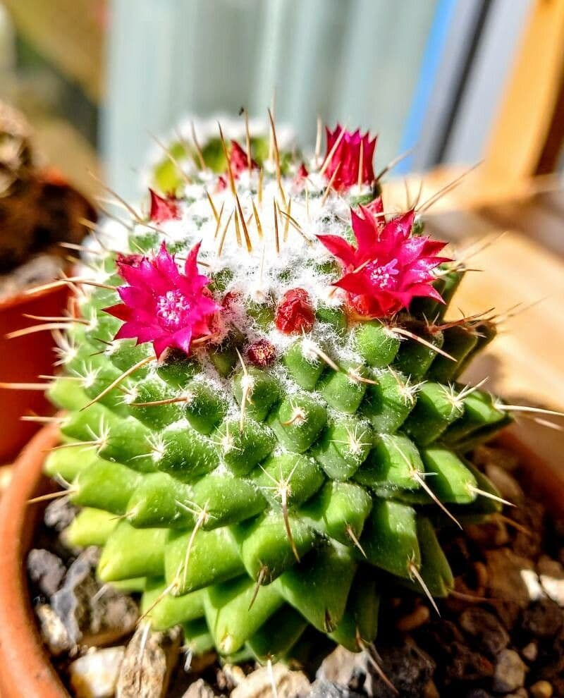 Mammillaria 16