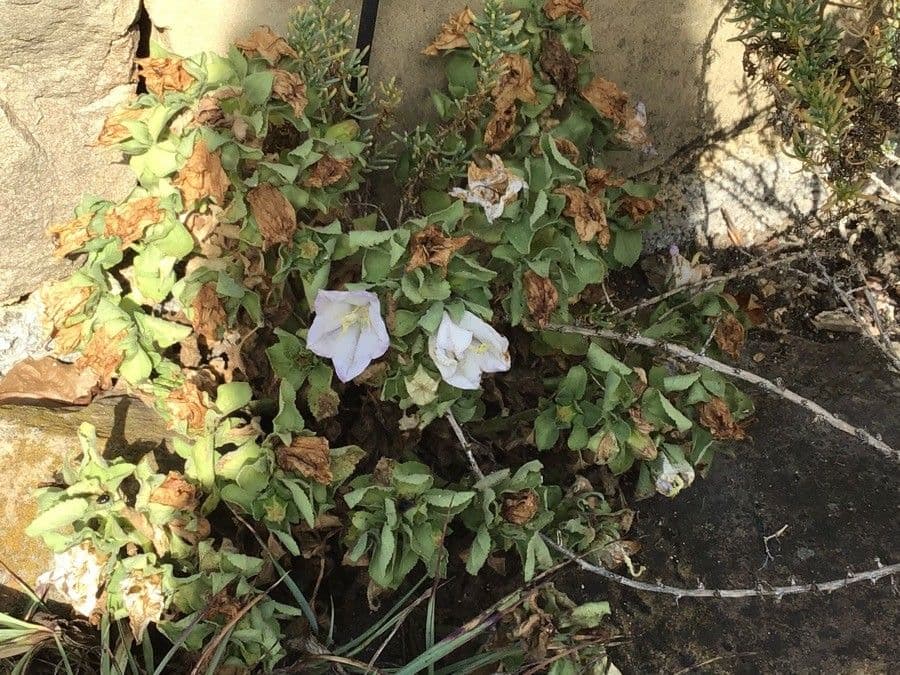 Campanula 2